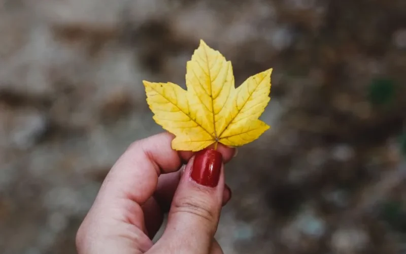 Close-up of a hand with red nails holding a yellow maple leaf in an outdoor setting.
