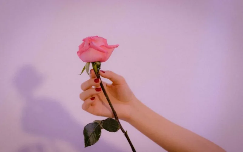 A delicate hand with red nails holding a pink rose against a soft purple backdrop, creating a serene and artistic image.