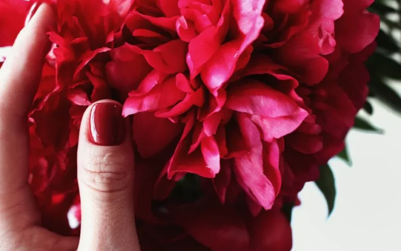 A close-up shot of a hand with red nail polish holding vibrant pink peonies.